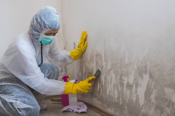 Why You Should Choose Our Mold Remediation Services in South Taft, CA